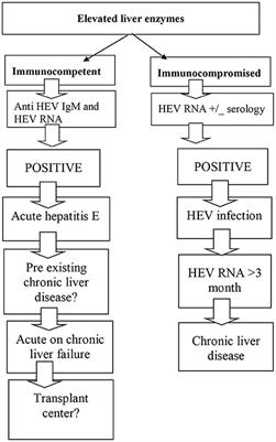 Current Paradigm of Hepatitis E Virus Among Pediatric and Adult Patients